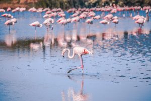 flocks of pink flamingo